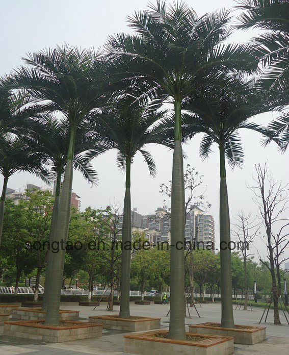 12 Meter out Door Artificial Roystonea Regia Palm Tree for Garden Decoration
