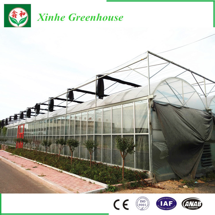 China Supplier Multi-Span Float Glass Greenhouse