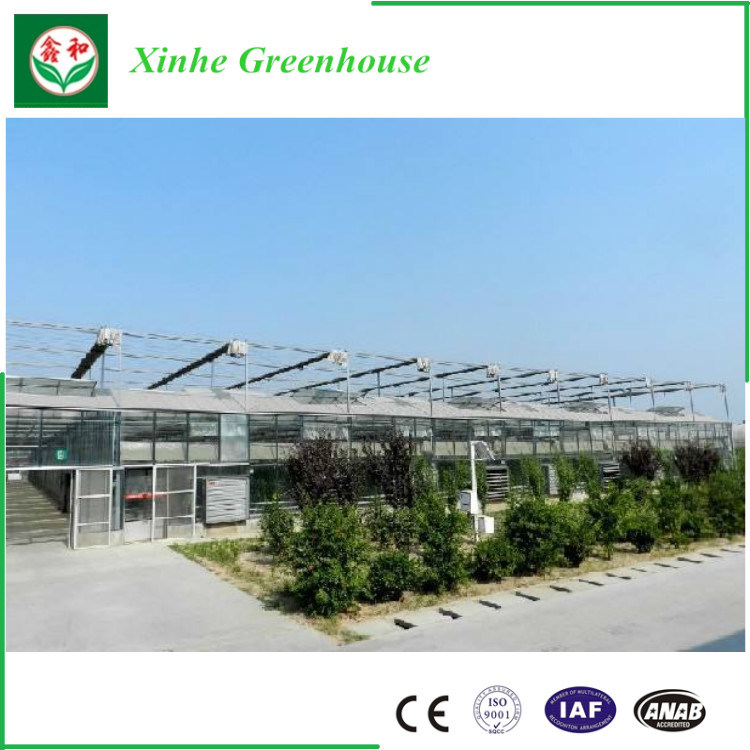 Glass/Hollow Tempered Glass Aluminum Greenhouse for Agriculture/Commercial