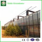 China Glass/Tempering Glass/Float Glass Greenhouse for Vegetables/Flowers