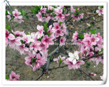 Manufacturer Natural Peach Blossom/Peach Flower 10: 1 Extract Powder