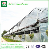 Agriculture Multi Span Polycarbonate Sheet Greenhouse for Planting