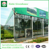 Agricultural Plastic Film Greenhouse for Vegetable and Tomato