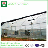 Hydroponics for Garden Vegetables in Greenhouse