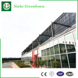 Galvanized Steel Structure Tunnel Glass Greenhouse