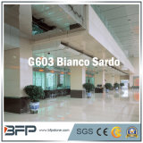 G603 Bianco Sardo Chinese Stone Granite for Floor Tile
