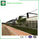Tomato Planting Multi-Span Tunnel Glass Green House