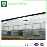 Xinhe Factory Plastic Film for Greenhouse, Easily Assembled Glass Garden Greenhouse