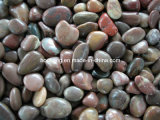 Popular Colorful Natural Stone Pebble for Landscape or Garden
