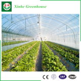 High-Quality Glass Multi-Span Greenhouse, Arch-Type
