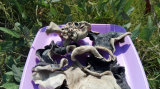 White Back Black Fungus with Good Quality