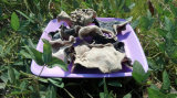 Dried White Back Black Fungus and Purchasing Large Qty Wood Ear Mushroom
