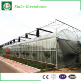 Multi-Span Glass Greenhouse with Good Quality