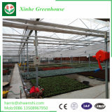 Cheap Single Span Film Agriculture Greenhouse for Vegetable and Garden