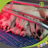 Sow Farrowing Galvanized Bed Use for Pig Farm