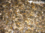 Mixed Colorful Natural Pebble Stone on Mesh for Indoor Decoration