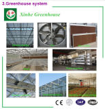 Steel Structure Float Glass Greenhouse for Farm