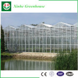 Xinhe Turn Key Greenhouse