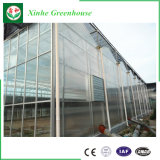 Galvanized Steel Structure Glass Greenhouse for Vegetable Growing