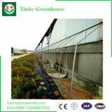 Venlo Type Glass Greenhouse for Vegetable and Flowers Growing