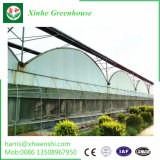 Venlo Type PC Sheet Greenhouse with Good Quality Low Price