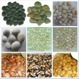 Normal Glossiness River Stone Pebble for Park, Public Floor Paving, Interior Decoration Stone