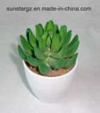 PE Succulent Artificial Plant W/White Pot for Home Decoration (50158)
