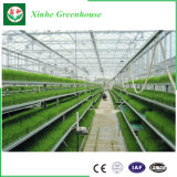 Hot-DIP Galvanized Glass Greenhouse for Vegetables/Flowers