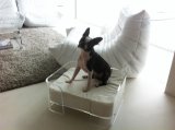 Luxury Handmade Acrylic Pet Dog Bed