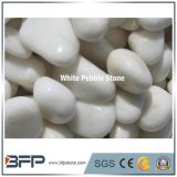 China Factory Pure White Pebble Stone for Paving