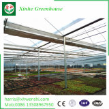 Commercial Hydroponics System for Tomato Crop