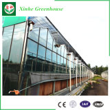 Commercial Aluminum Frame Polycarbonate Sheet with Float Glass Greenhouse for Vegebable