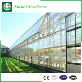 Agticulture Plastic Glass Vegetable Greenhouse for Sale
