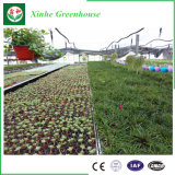 Glass Hydroponic Green House Supplier for Tomato Vegetable Flower Planting