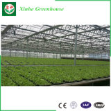 Large Economical Glass Greenhouse with Ventilation System for Sale