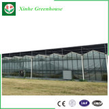 Agriculture Economical Tunnel Glass Greenhouse for Vegetable Growing
