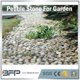 Natural White High Glossiness River Stone Pebble Used for Garden, Landscape