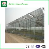 Multi Span Glass Greenhouse for Vegetables/Flowers