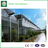 Economical Multi-Span Glass Greenhouse for Vegetable/Flower Growing