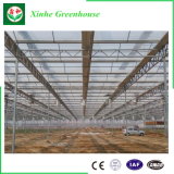 Multi Span Glass Greenhouse for Vegetables/Flowers