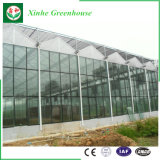 Multi-Span Glass Greenhouse for Pepper