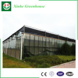 Professional Agriculture Steel Structure Glass Greenhouse