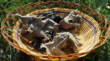 Dried White Back Fungus