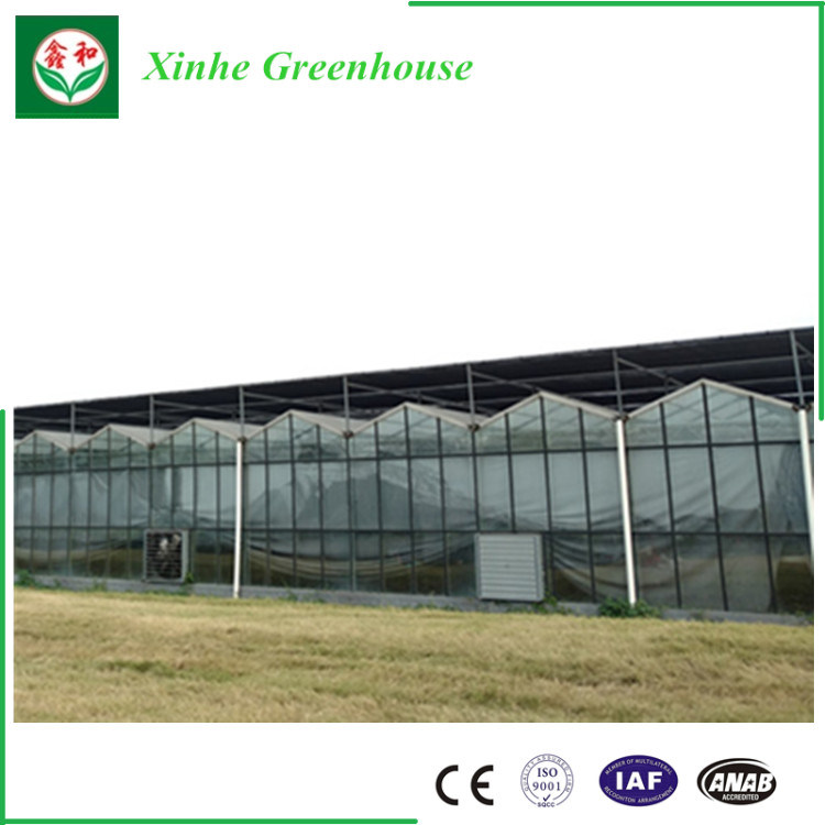 Glass Greenhouse for Agriculture