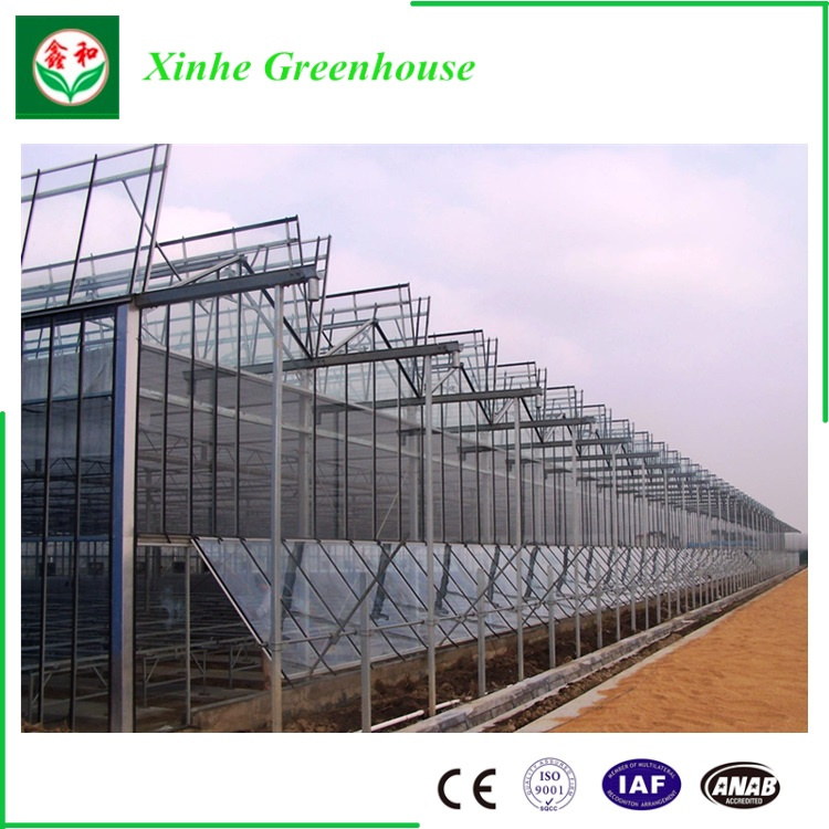 China Venlo Type Glass /Tempering Glass/Float Glass Greenhouse for Planting Vegetables/Flowers