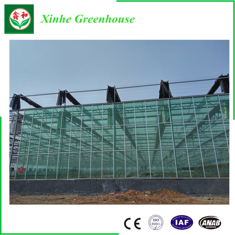Multipurposeand Elegant Multi-Span Glass Greenhouse