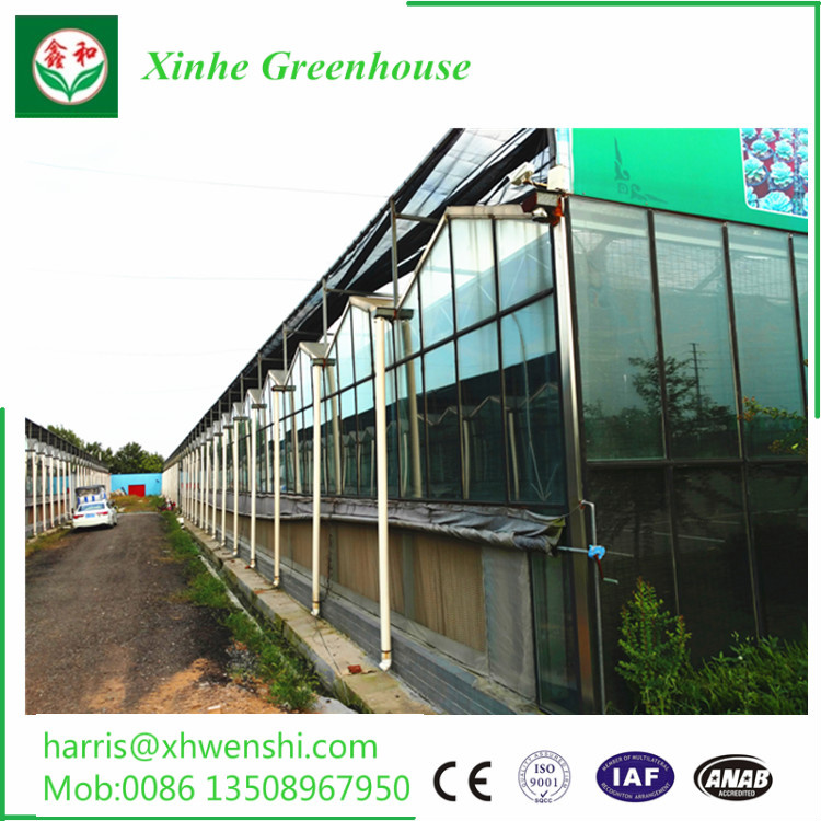 Economical Multi-Span Plastic Film Greenhouse