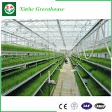 EU Model Single Layer Film Greenhouse for Sale