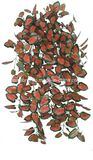Artificial Plant Green Vine Caladium as Department Decoration