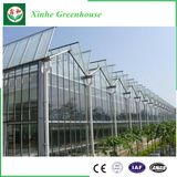 Agriculture Glass/Tempering Glass/Float Glass Greenhouse for Tomato/Fruit